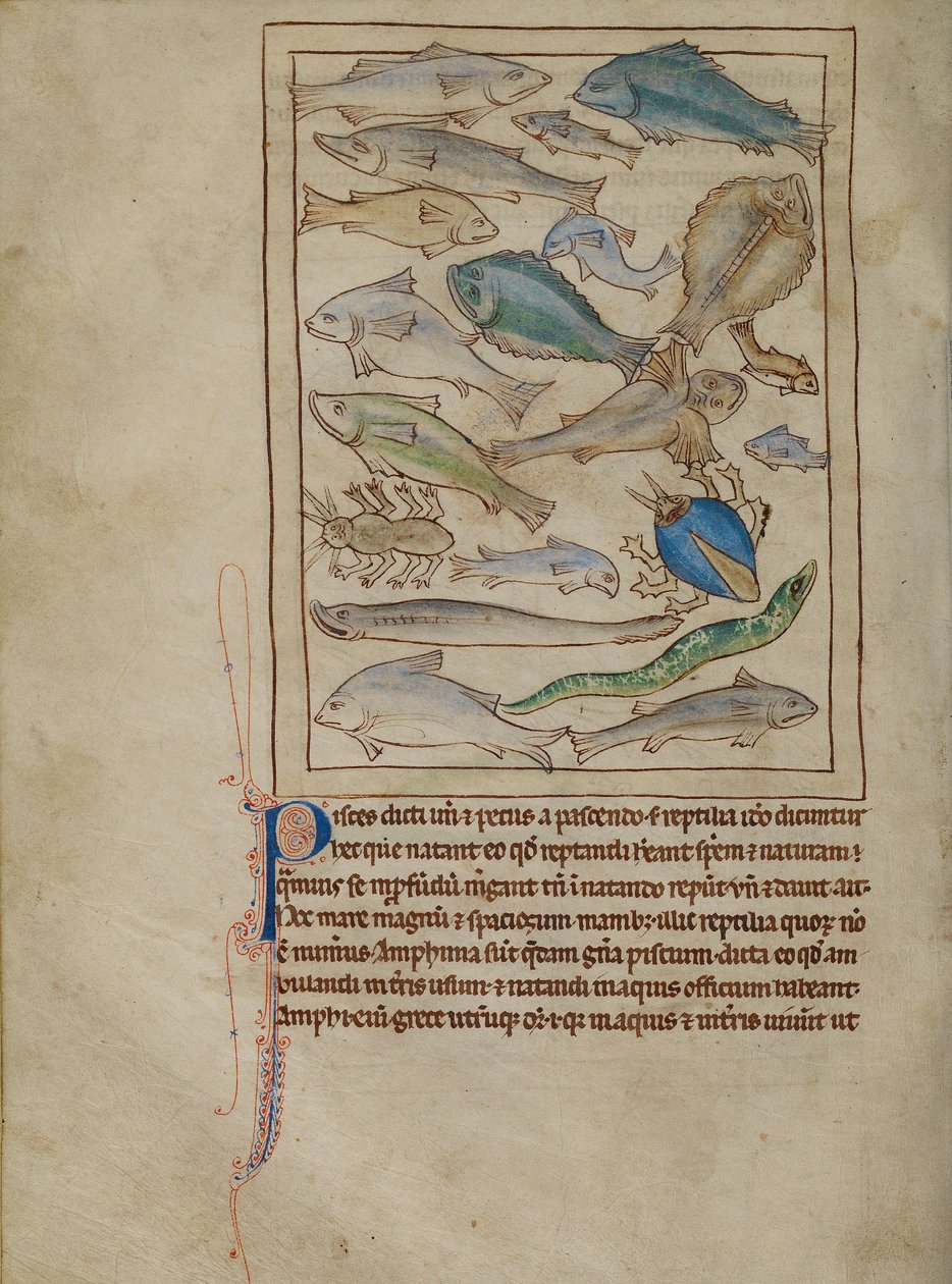 Ryby i potwory morskie autorstwa Unknown artist
