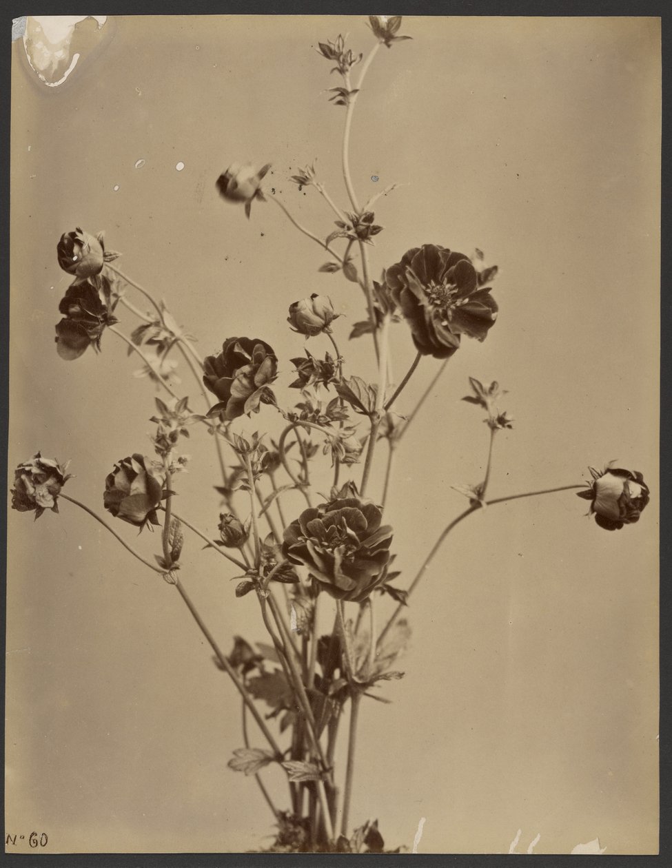 [Studium kwiatowe] autorstwa Unknown artist