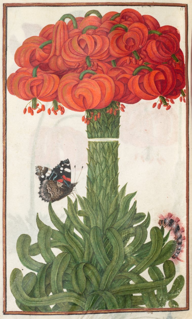 Florilegium: (strona 18 verso) bukiet lilii pomarańczowych autorstwa Unknown artist