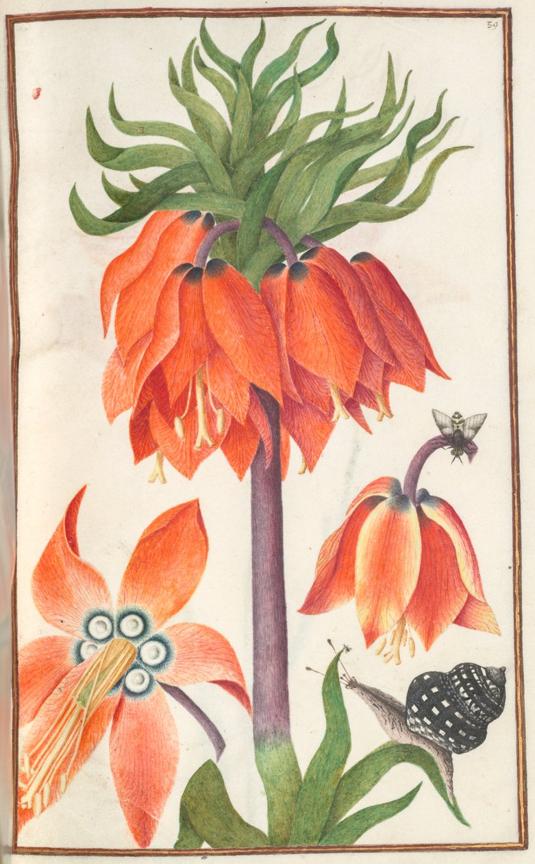 Florilegium: (strona 19 recto) orange fritillaria imperialis (korona cesarska) autorstwa Unknown artist