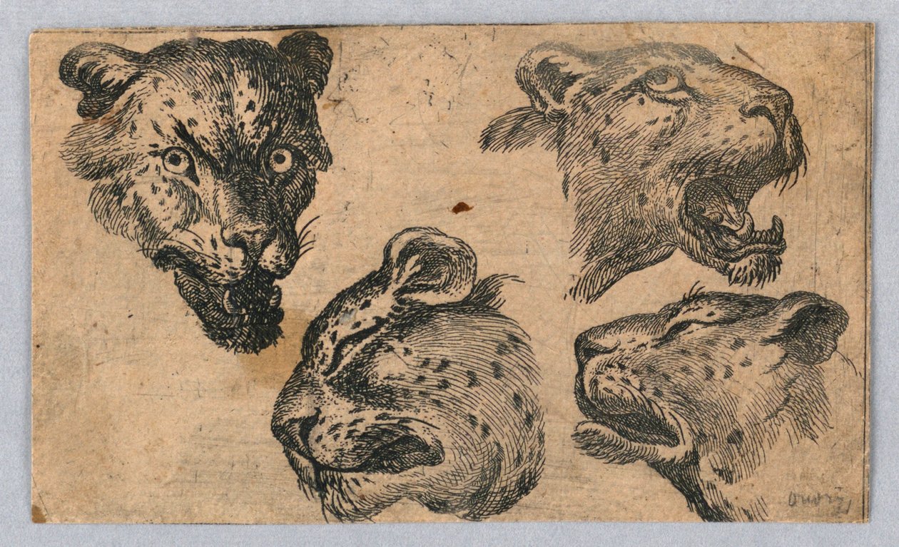 Cztery badania głów lampartów autorstwa Unknown artist
