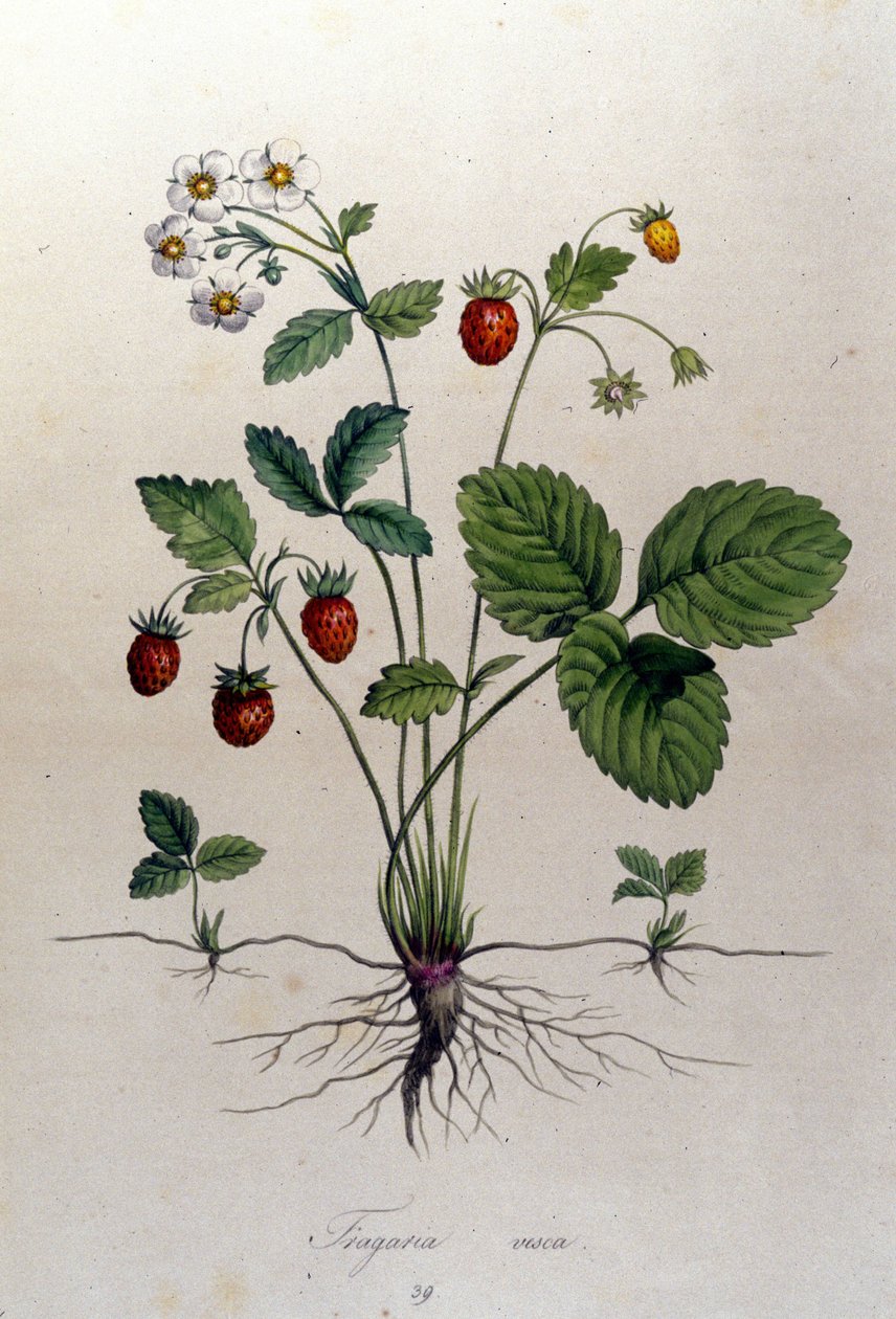 Fragaria Vesca (dzika truskawka). autorstwa Unknown artist