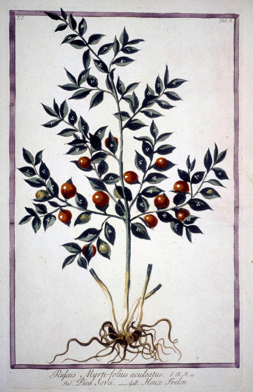 Fragon False Holly lub Small Holly (Ruscus) w XIX-wiecznym zielniku. autorstwa Unknown artist