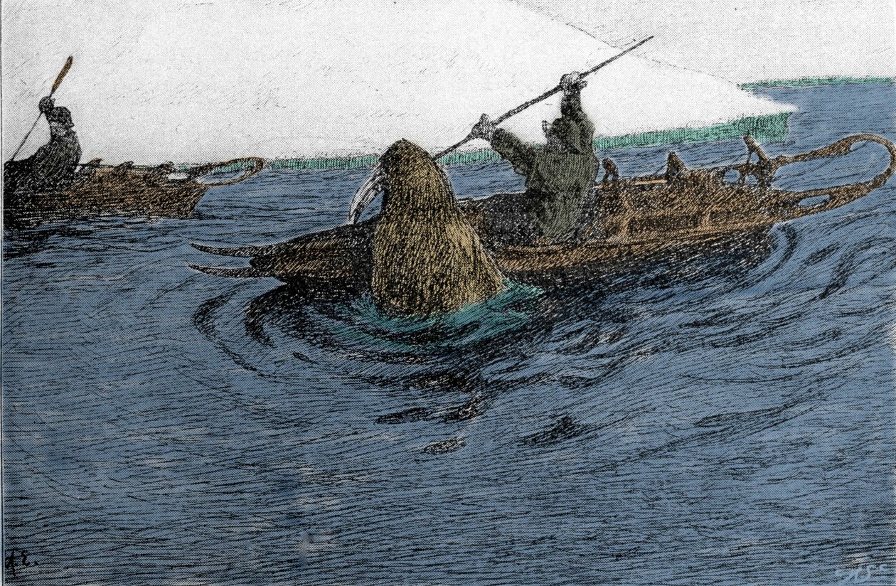 Fridtjof Nansen (1861-1930), norweski odkrywca, zaatakowany przez morsa podczas wyprawy na Biegun Północny w 1896 roku. Na kajaku niesie Schlitte. Rycina XIX wieku. autorstwa Unknown artist