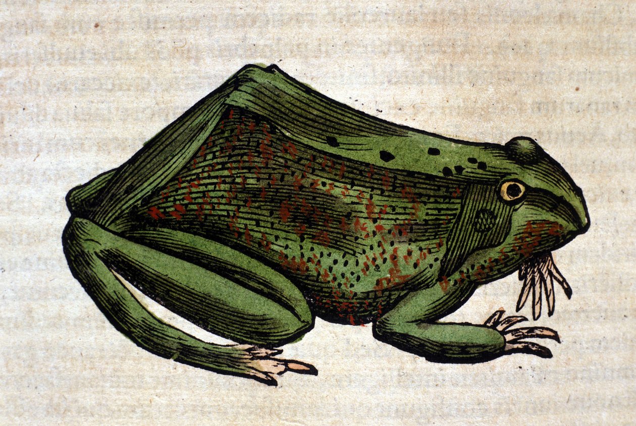 Żaba z Historii Animalium Conrada Gesnera, Tiguri 1560. Biblioteca Nazionale Braidense. Mediolan autorstwa Unknown artist