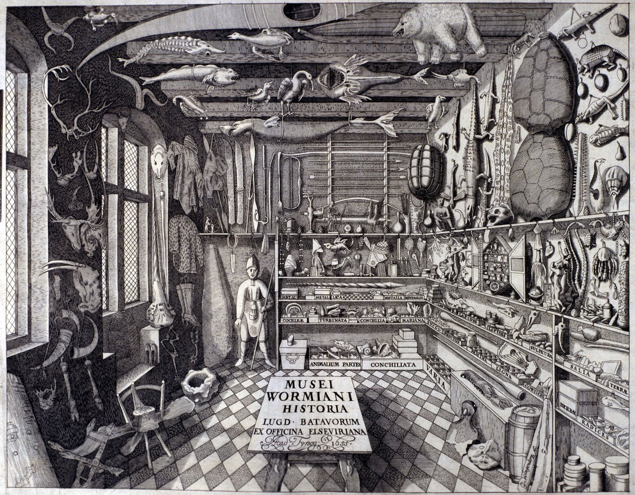 Frontyspicjum „Musei Wormiani Historia” ukazujące wnętrze gabinetu osobliwości Ole Worma lub Olausa Wormiusa autorstwa Unknown artist