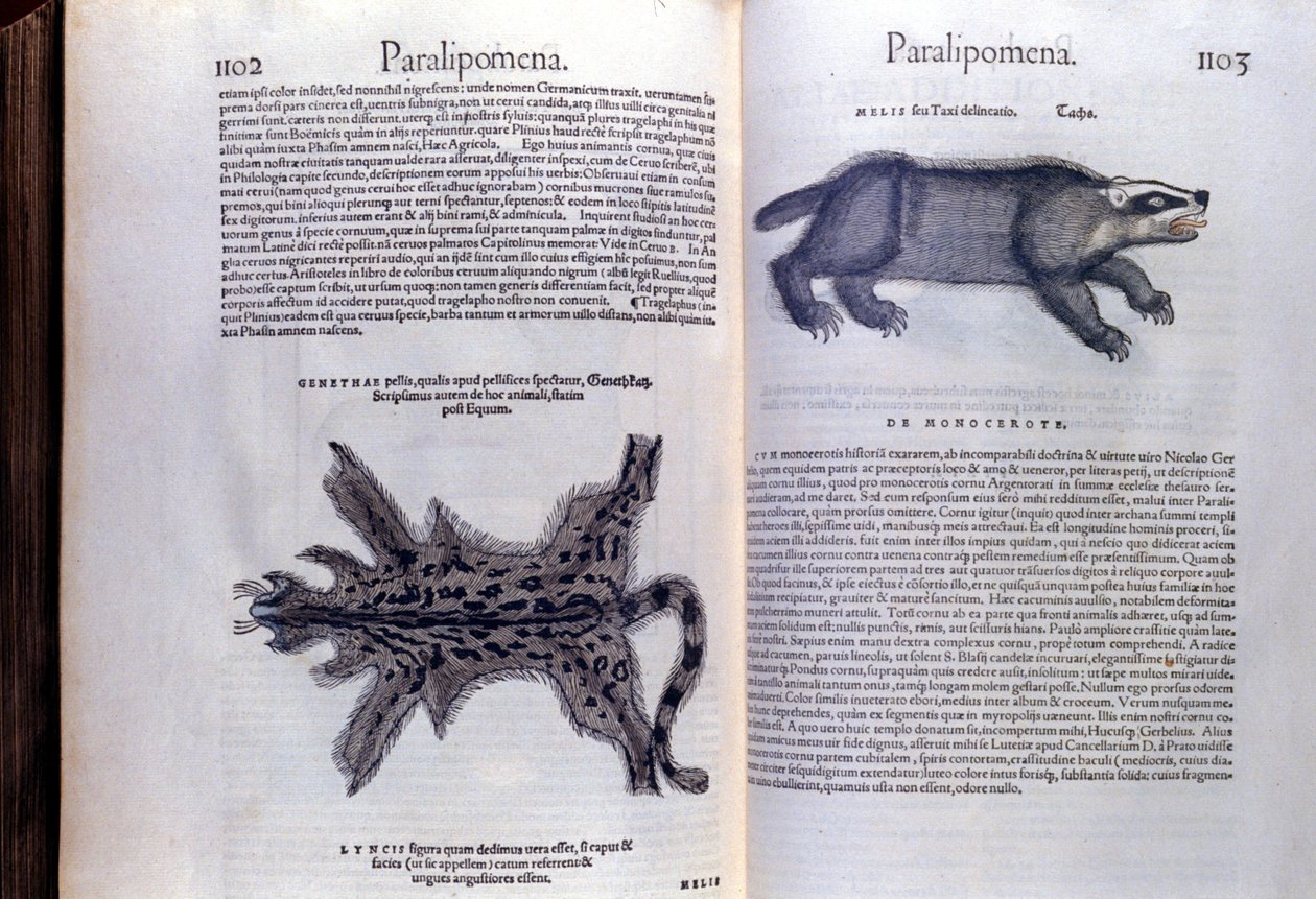 Zwierzęta futerkowe - w historii zwierząt Conrada Gesnera (1516 - 1565), Tiguri autorstwa Unknown artist
