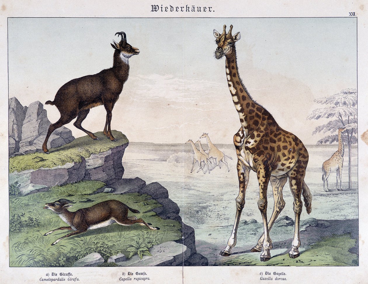 Żyrafa, kozica i gazela - w „Histoires naturelle des ssaków””, wyd. Schreiber autorstwa Unknown artist