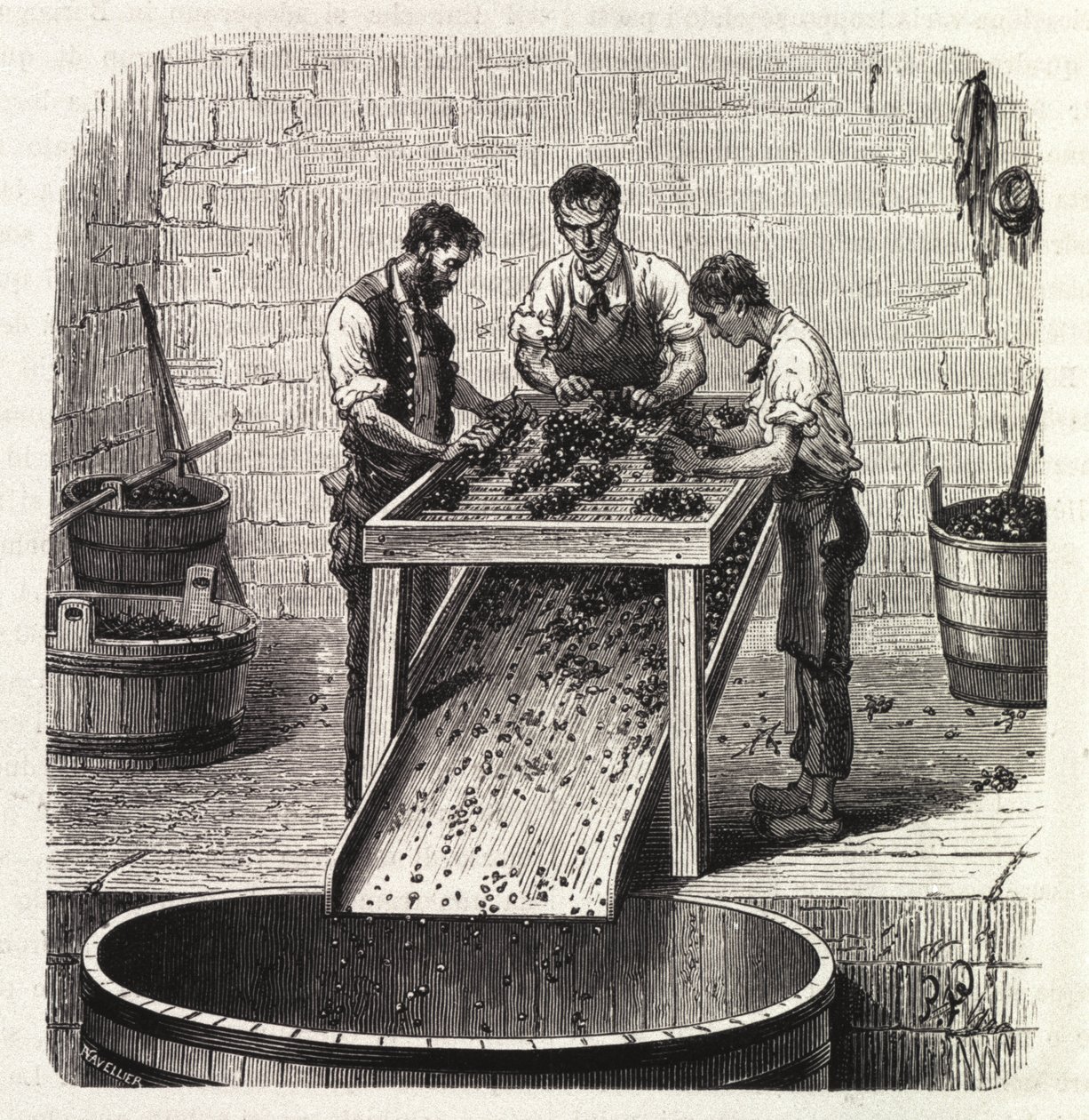 Klasyfikacja winogron na siatce podczas procesu produkcji wina z Burgundii najwyższej jakości. Grawerunek z końca XIX wieku autorstwa Unknown artist
