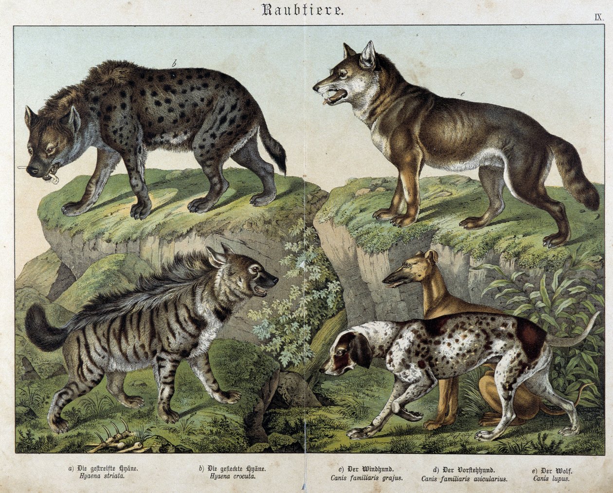 Hieny i psy. w „” Naturalne historie ssaków”, wyd. Schreiber autorstwa Unknown artist