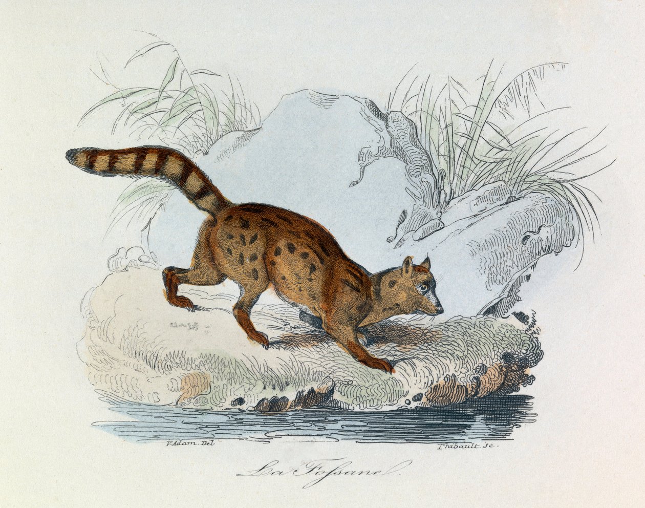 Ilustracja z książki "Complete Works of Buffon": Les Quadrupedes: La fossane (rycina) autorstwa Unknown artist