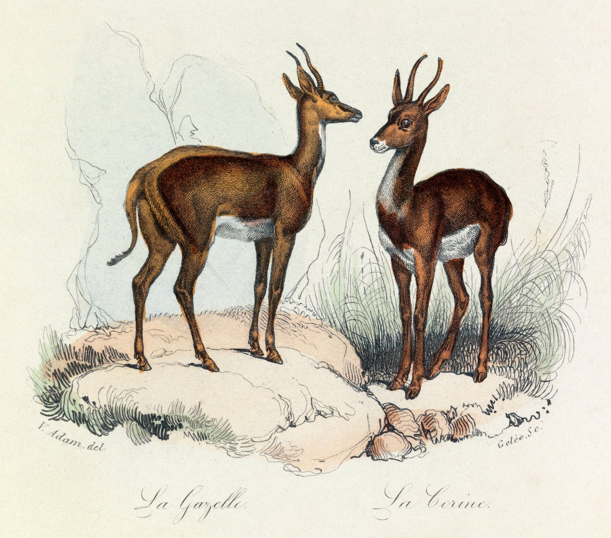 Ilustracja z książki "Complete Works of Buffon": Les Quadrupedes: La gazelle et la corine (rycina) autorstwa Unknown artist