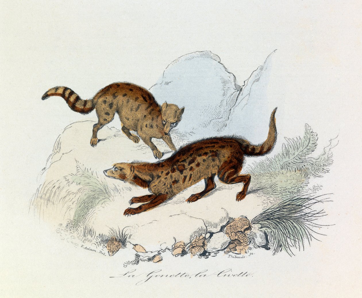 Ilustracja z książki "Complete Works of Buffon": Les Quadrupedes: La genette et la civette (rycina) autorstwa Unknown artist