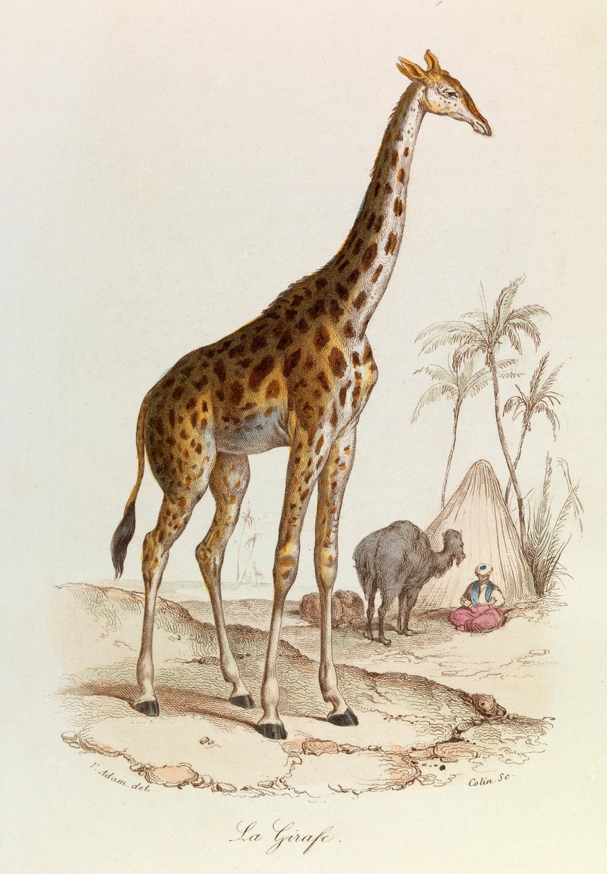 Ilustracja z książki "Complete Works of Buffon": Les Quadrupedes: La giraffe (rycina) autorstwa Unknown artist