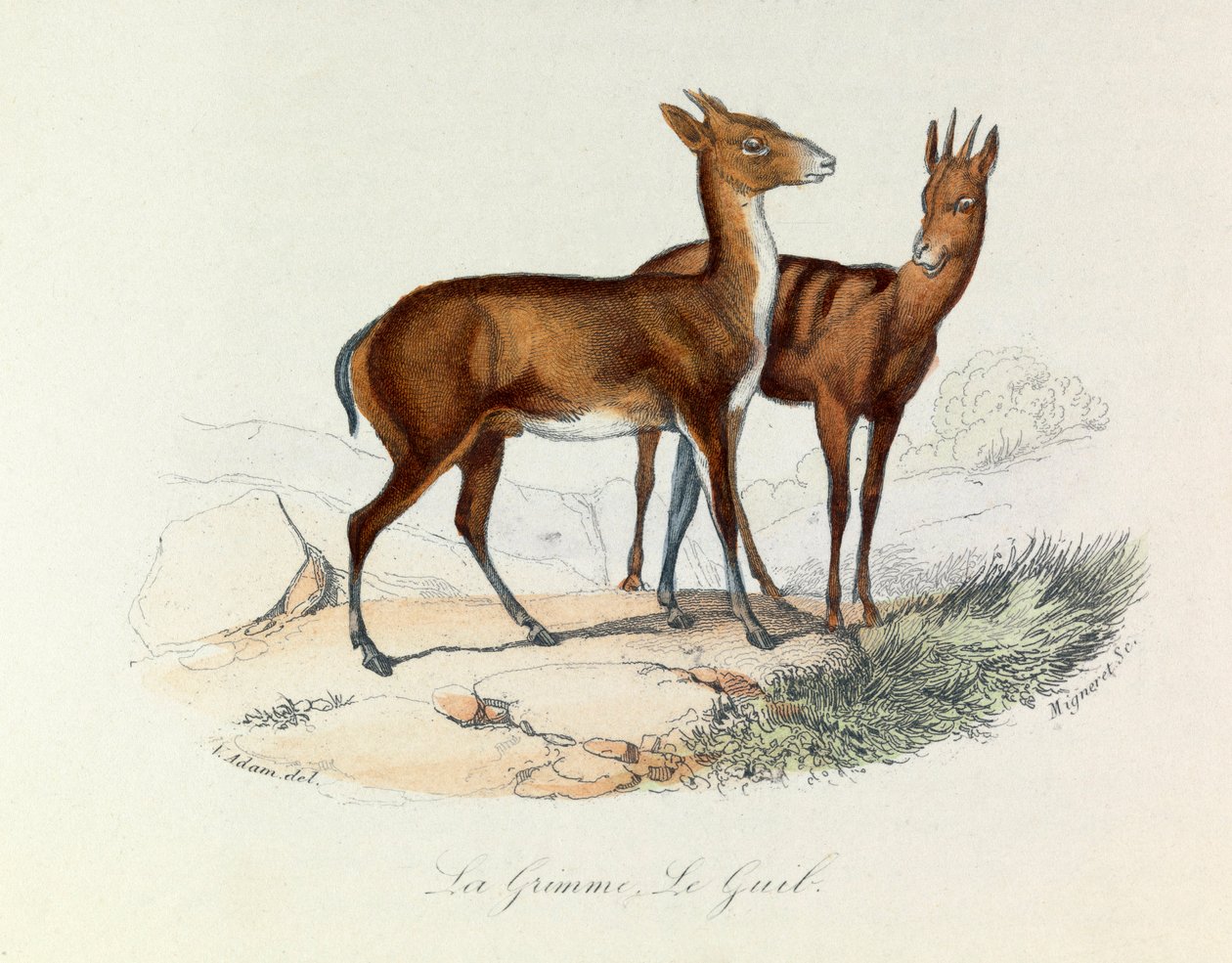 Ilustracja z książki "Complete Works of Buffon": Les Quadrupedes: La grimme et le guib (rycina) autorstwa Unknown artist
