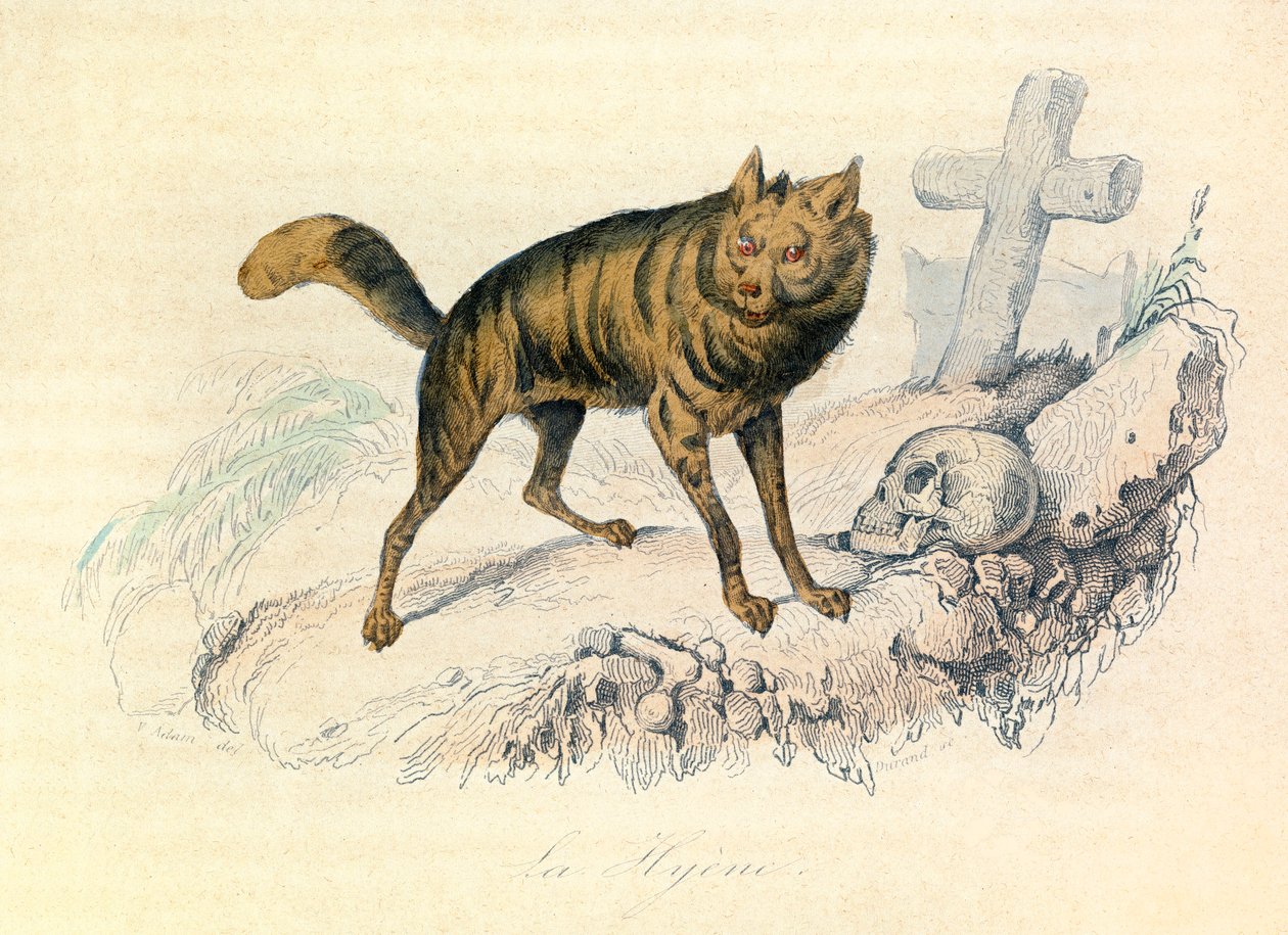 Ilustracja z książki "Complete Works of Buffon": Les Quadrupedes: La hyene (rycina) autorstwa Unknown artist