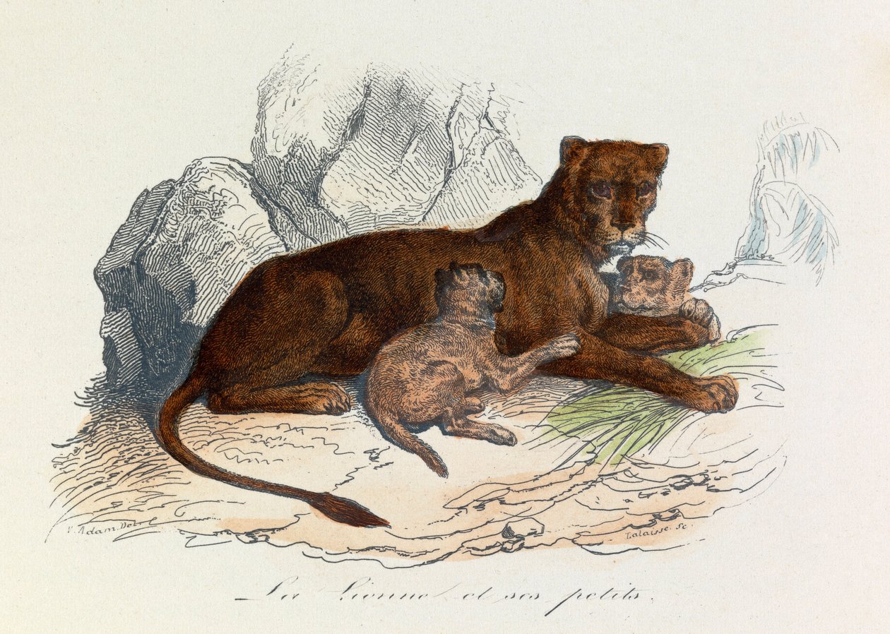 Ilustracja z książki "Complete Works of Buffon": Les Quadrupedes: La lionne et ses petits (rycina) autorstwa Unknown artist