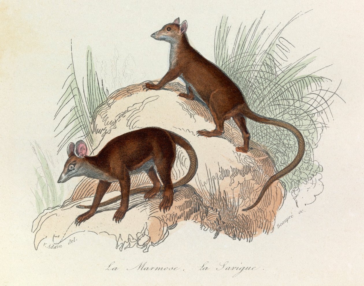 Ilustracja z książki "Complete Works of Buffon": Les Quadrupedes: La marmot et la sarigue (rycina) autorstwa Unknown artist