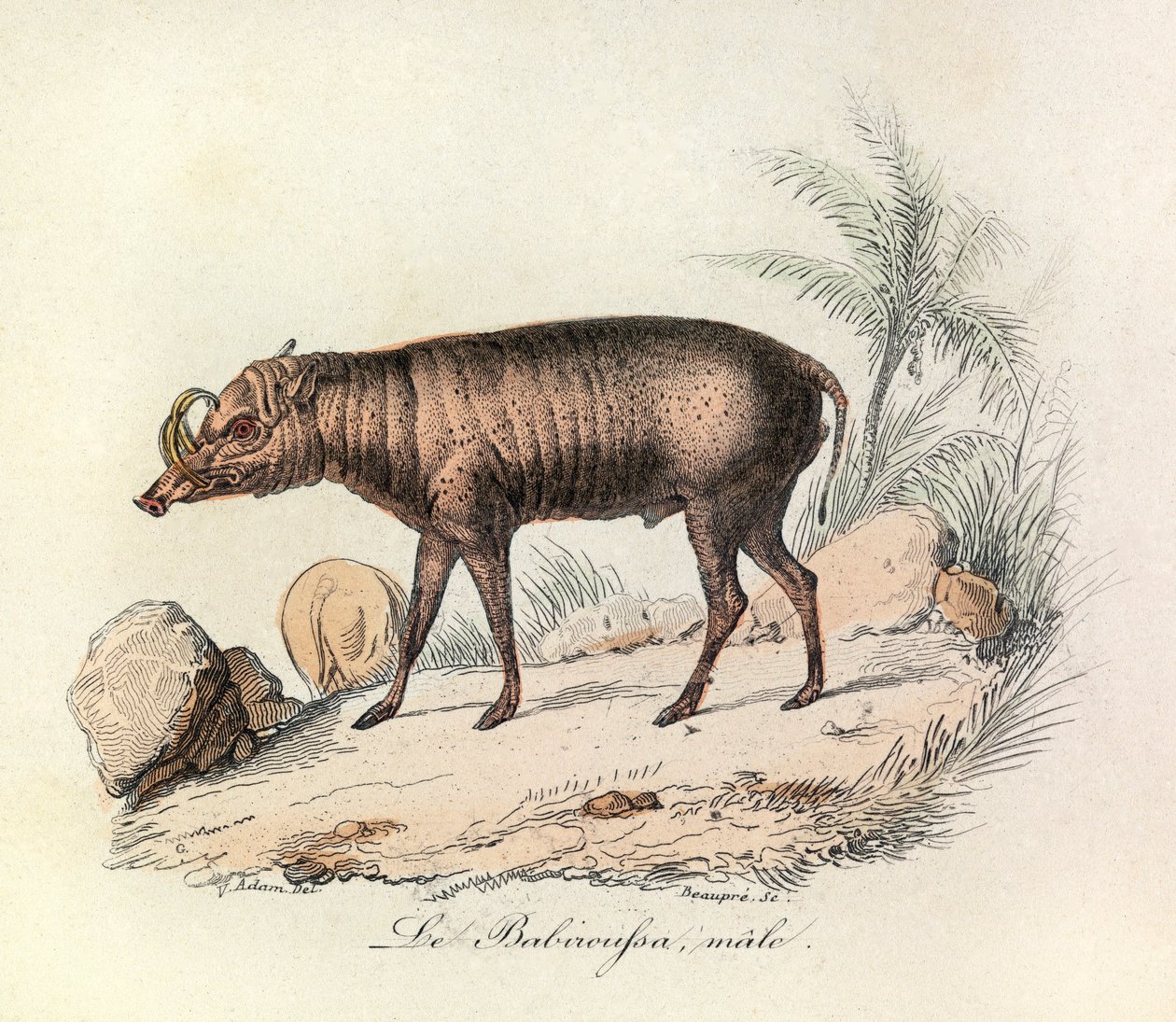 Ilustracja z książki "Complete Works of Buffon": Les Quadrupedes: Samiec babiroussa (rycina) autorstwa Unknown artist