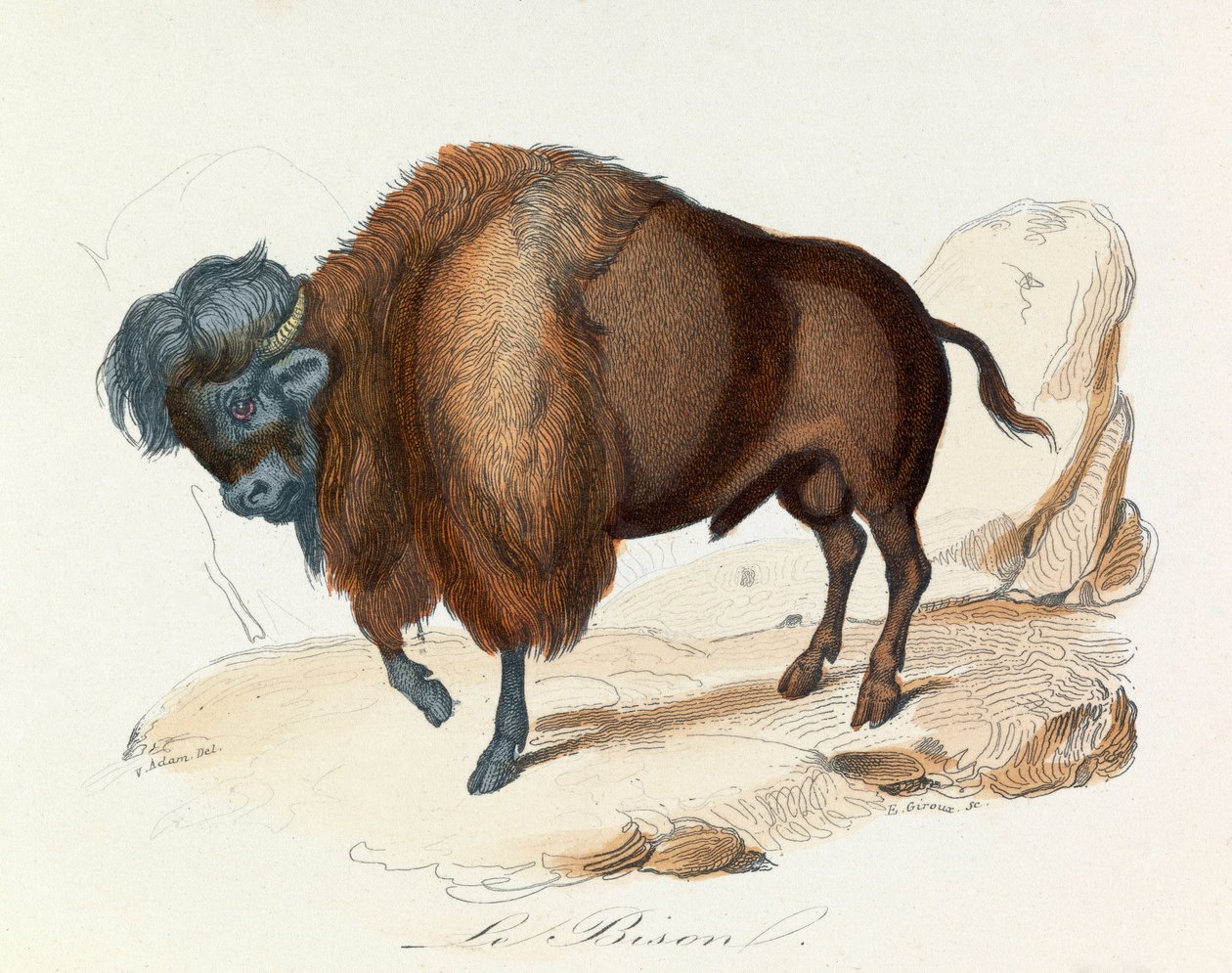 Ilustracja z książki "Complete Works of Buffon": Les Quadrupedes: Le bison (rycina) autorstwa Unknown artist