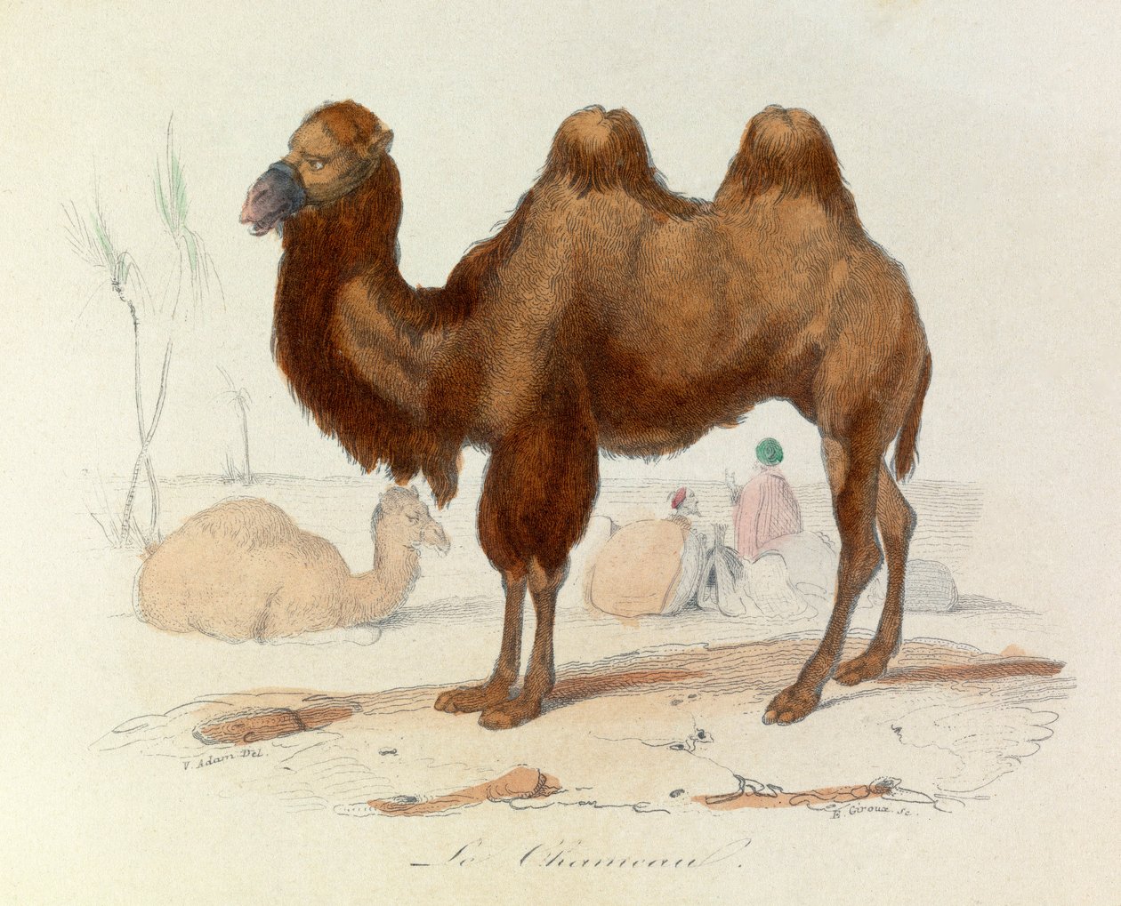 Ilustracja z książki "Complete Works of Buffon": Les Quadrupedes: Le cameau (rycina) autorstwa Unknown artist