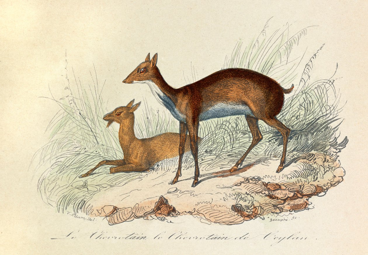 Ilustracja z książki "Complete Works of Buffon": Les Quadrupedes: Le chevrotain et le chevritain de Ceylon (rycina) autorstwa Unknown artist