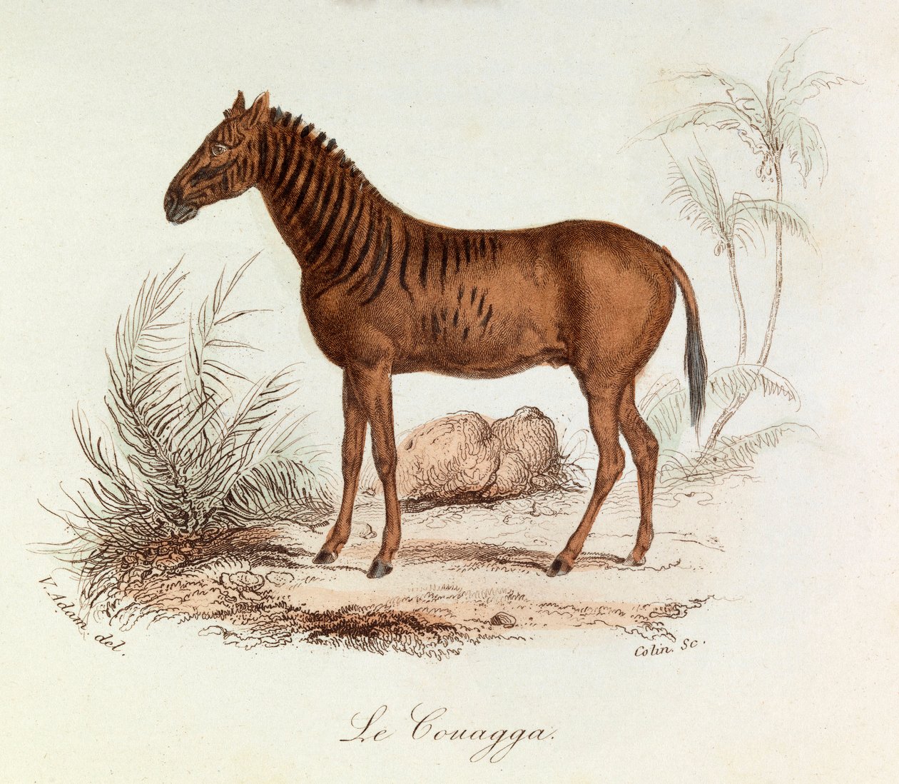 Ilustracja z książki "Complete Works of Buffon": Les Quadrupedes: Le couagga (rycina) autorstwa Unknown artist