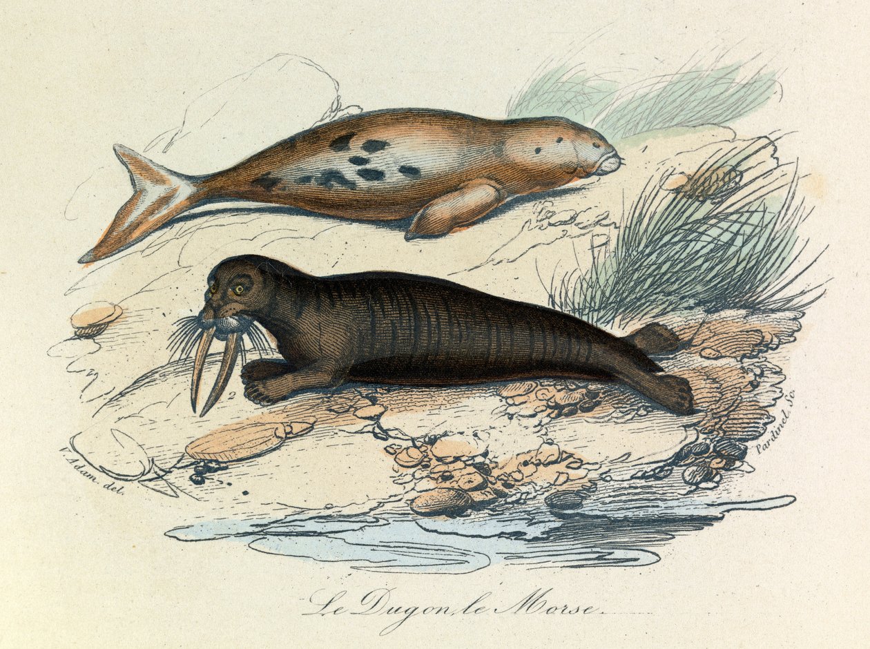 Ilustracja z książki "Complete Works of Buffon": Les Quadrupedes: Le dugon et le walrus (rycina) autorstwa Unknown artist