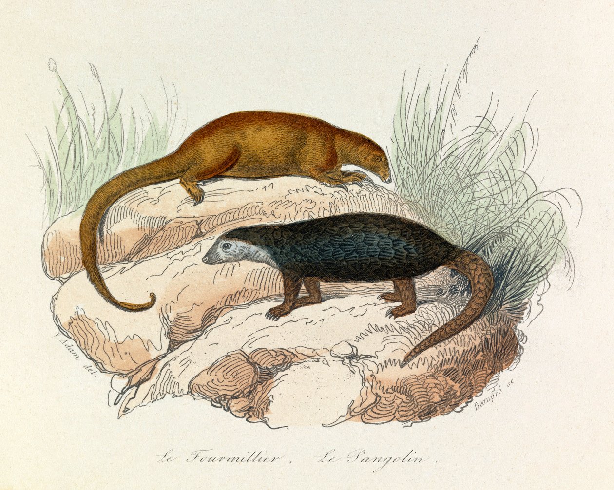 Ilustracja z książki "Complete Works of Buffon": Les Quadrupedes: Le fourmillier et le pangolin (rycina) autorstwa Unknown artist