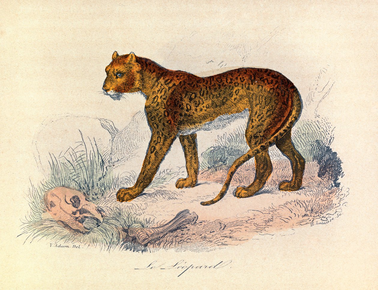 Ilustracja z książki "Complete Works of Buffon": Les Quadrupedes: Le leopard (rycina) autorstwa Unknown artist