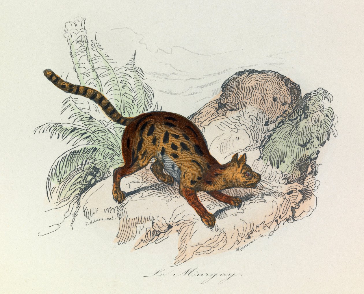 Ilustracja z książki "Complete Works of Buffon": Les Quadrupedes: Le margay (rycina) autorstwa Unknown artist