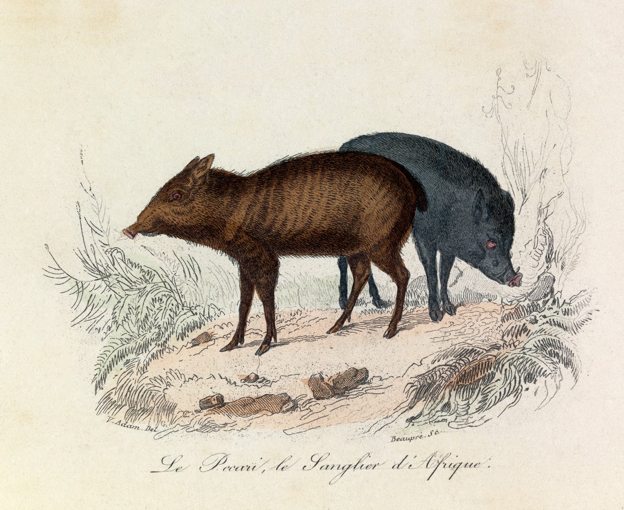 Ilustracja z książki "Complete Works of Buffon": Les Quadrupedes: Le pecari et le boar d