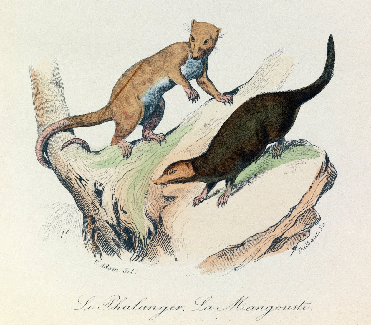 Ilustracja z książki "Complete Works of Buffon": Les Quadrupedes: Le phalanger et la mangouste (rycina) autorstwa Unknown artist