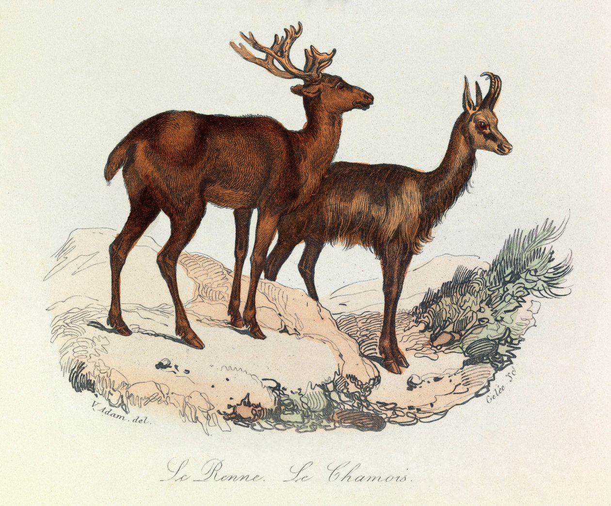 Ilustracja z książki "Complete Works of Buffon": Les Quadrupedes: Le reinne et la chamois (rycina) autorstwa Unknown artist