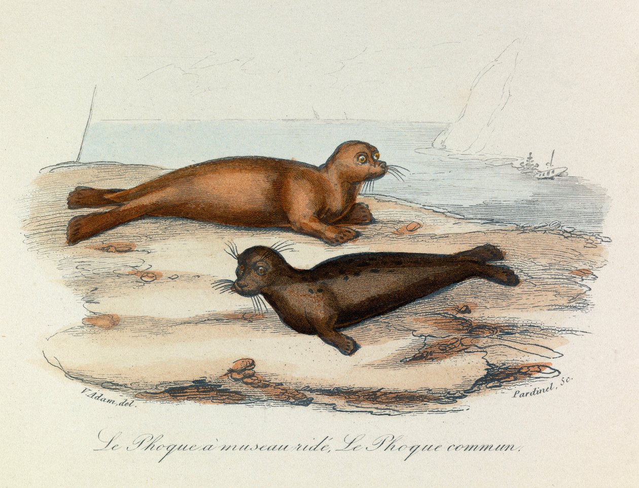 Ilustracja z książki "Complete Works of Buffon": Les Quadrupedes: Le seal a snout ride et le seal (rycina) autorstwa Unknown artist