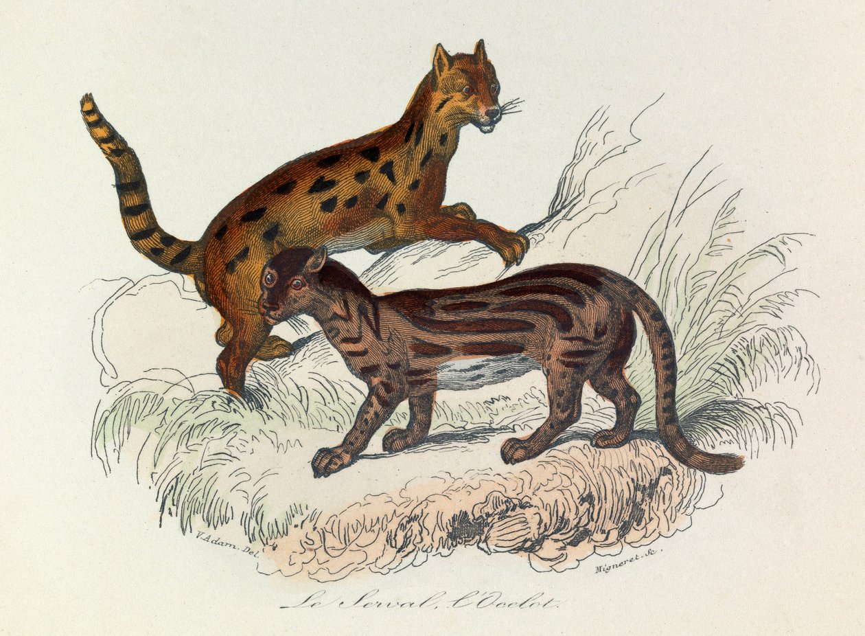 Ilustracja z książki "Complete Works of Buffon": Les Quadrupedes: Le serval et l
