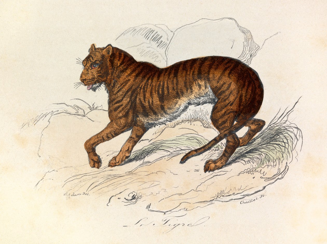 Ilustracja z książki "Complete Works of Buffon": Les Quadrupedes: Le tigre (rycina) autorstwa Unknown artist