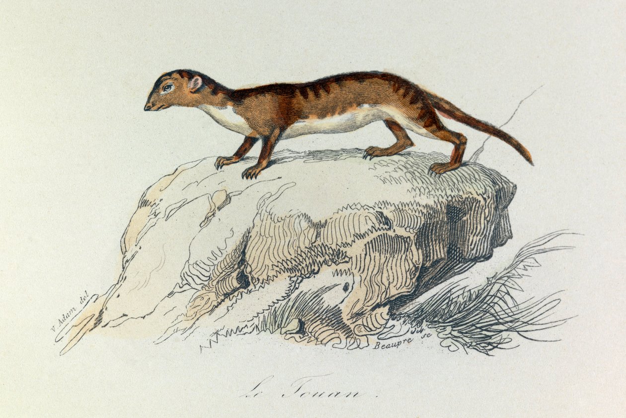 Ilustracja z książki "Complete Works of Buffon": Les Quadrupedes: Le touan (rycina) autorstwa Unknown artist