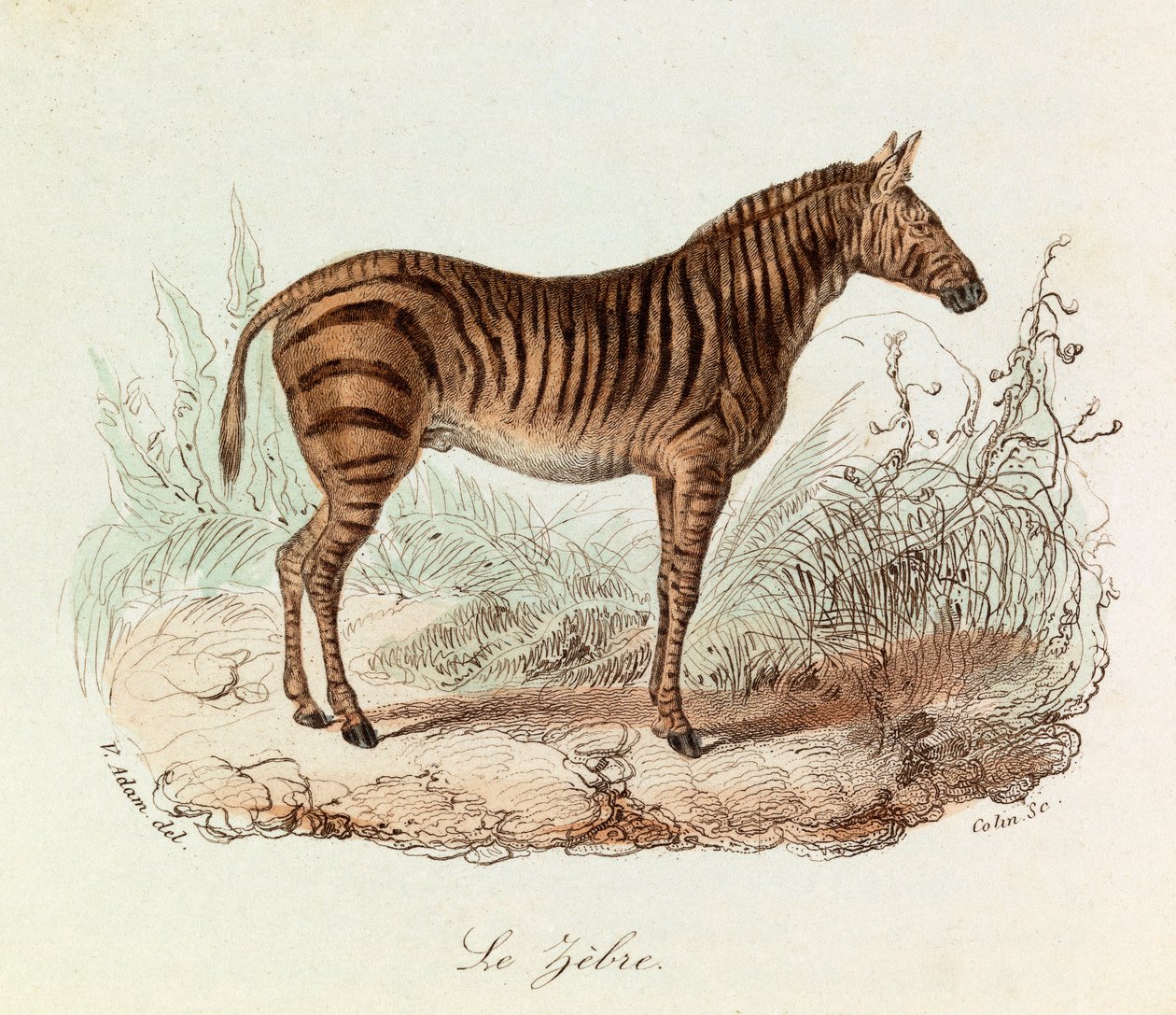Ilustracja z książki "Complete Works of Buffon": Les Quadrupedes: Le zebre (rycina) autorstwa Unknown artist