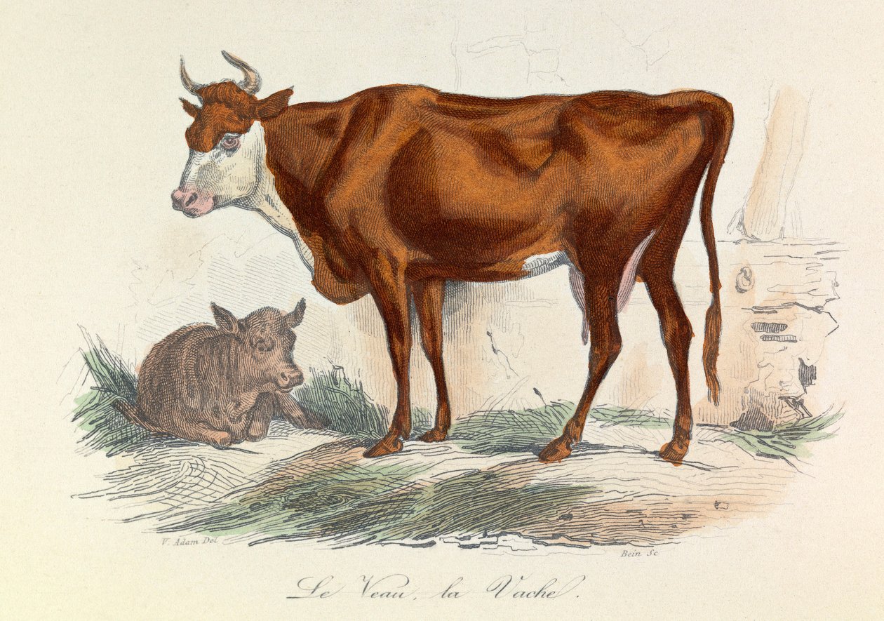 Ilustracja z książki "Complete Works of Buffon": Les animaux: La coache et son veau (rycina) autorstwa Unknown artist