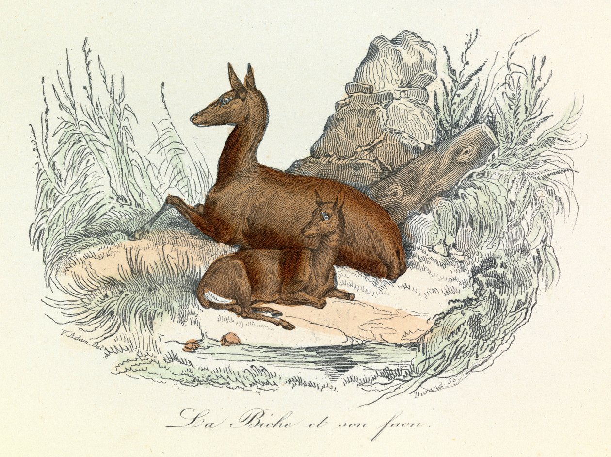 Ilustracja z książki "Complete Works of Buffon": Les animaux: La doe et son fawn (rycina) autorstwa Unknown artist