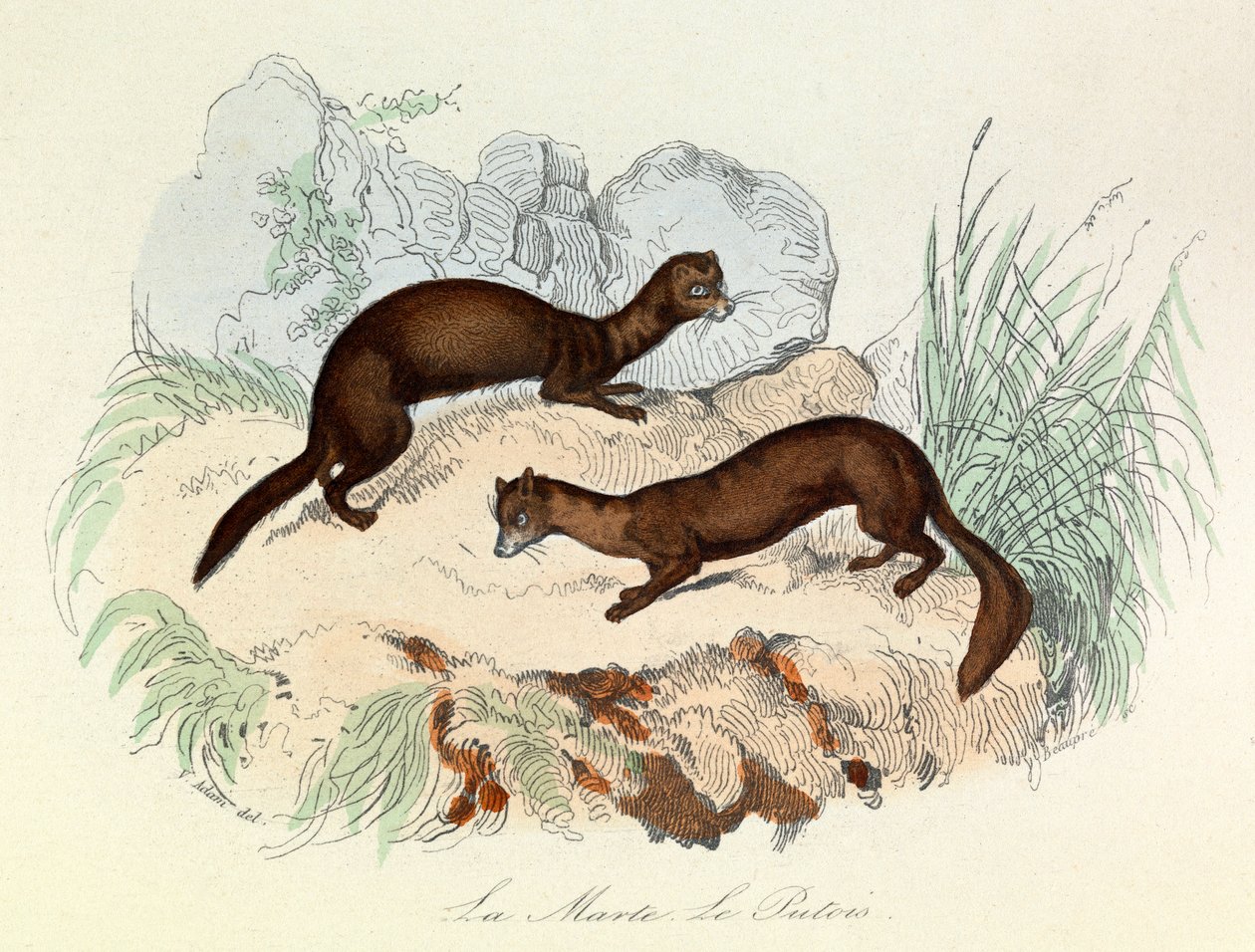 Ilustracja z książki "Complete Works of Buffon": Les animaux: La marte et le fertois (rycina) autorstwa Unknown artist