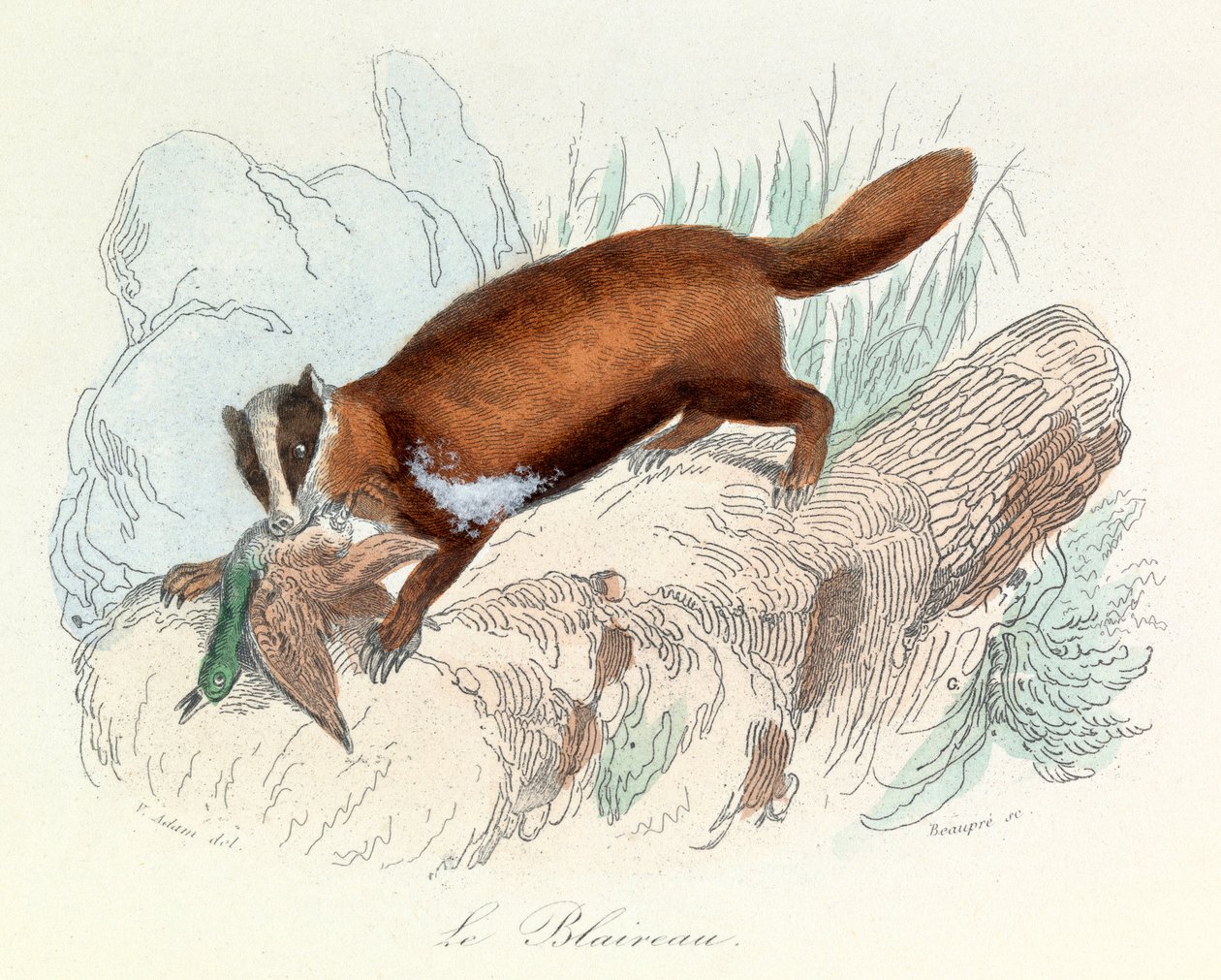 Ilustracja z książki "Complete Works of Buffon": Les animaux: Borsuk (rycina) autorstwa Unknown artist