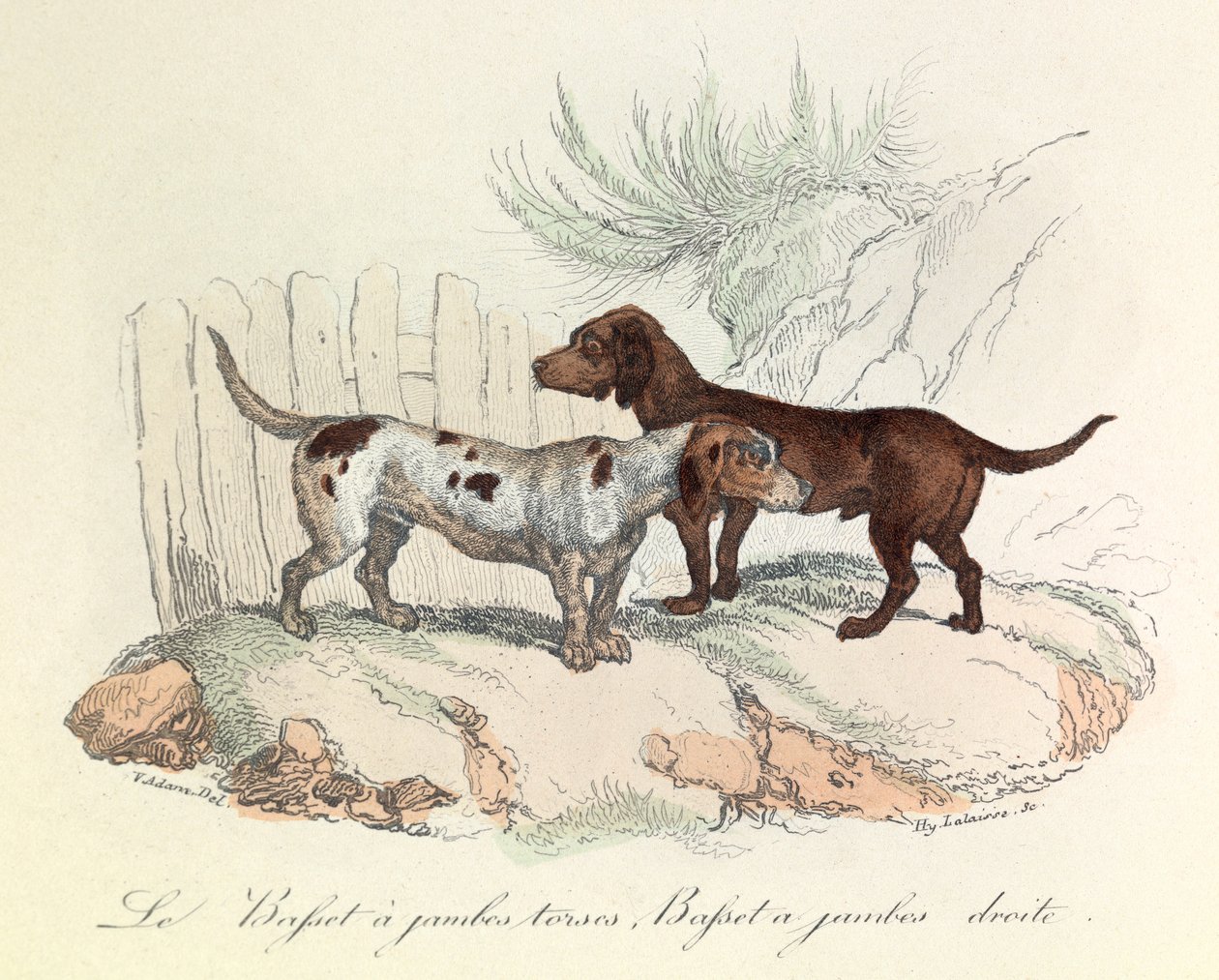 Ilustracja z książki "Complete Works of Buffon": Les animaux: Le basset a torso legs et le basset a straight legs (rycina) autorstwa Unknown artist