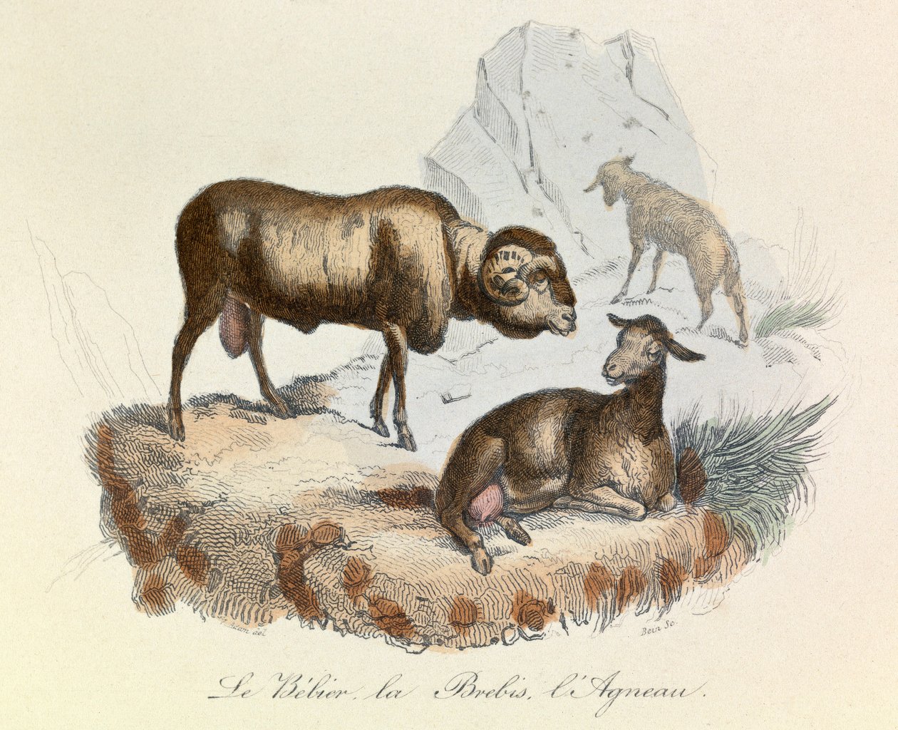Ilustracja z książki "Complete Works of Buffon": Les animaux: Le belier, la ewe et l