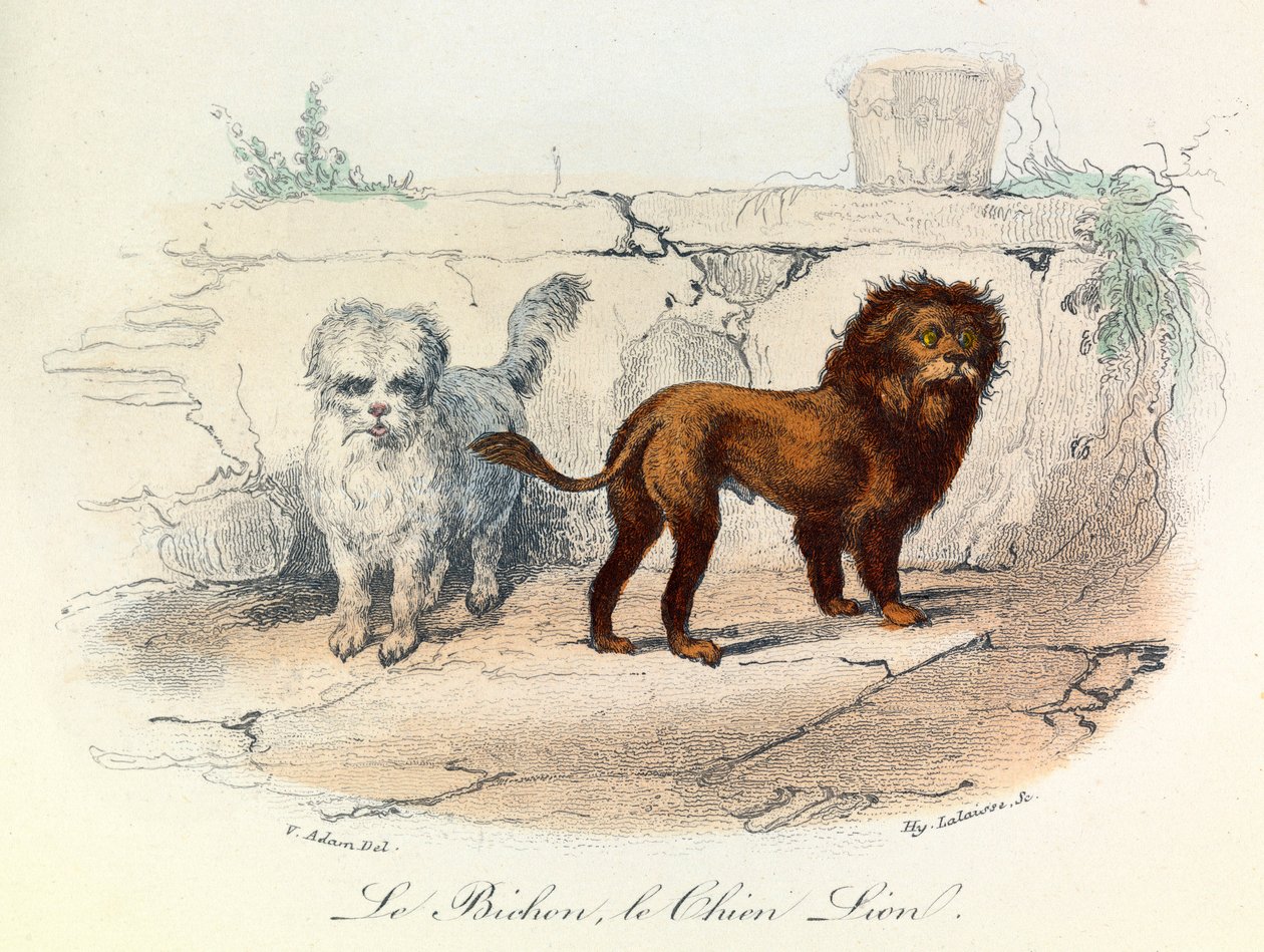 Ilustracja z książki "Complete Works of Buffon": Les animaux: Le bichon et le chien lion (rycina) autorstwa Unknown artist