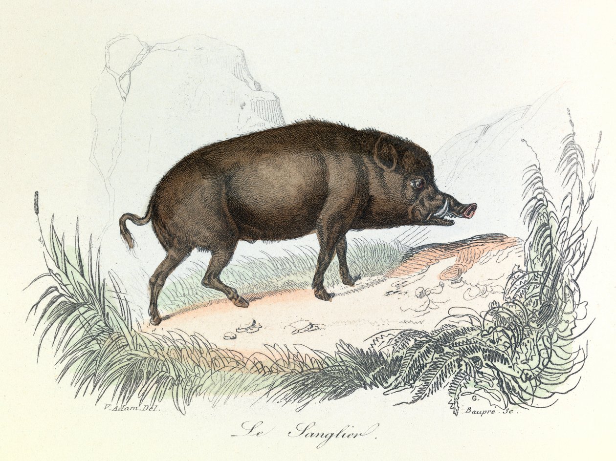 Ilustracja z książki "Complete Works of Buffon": Les animaux: Le boar (rycina) autorstwa Unknown artist