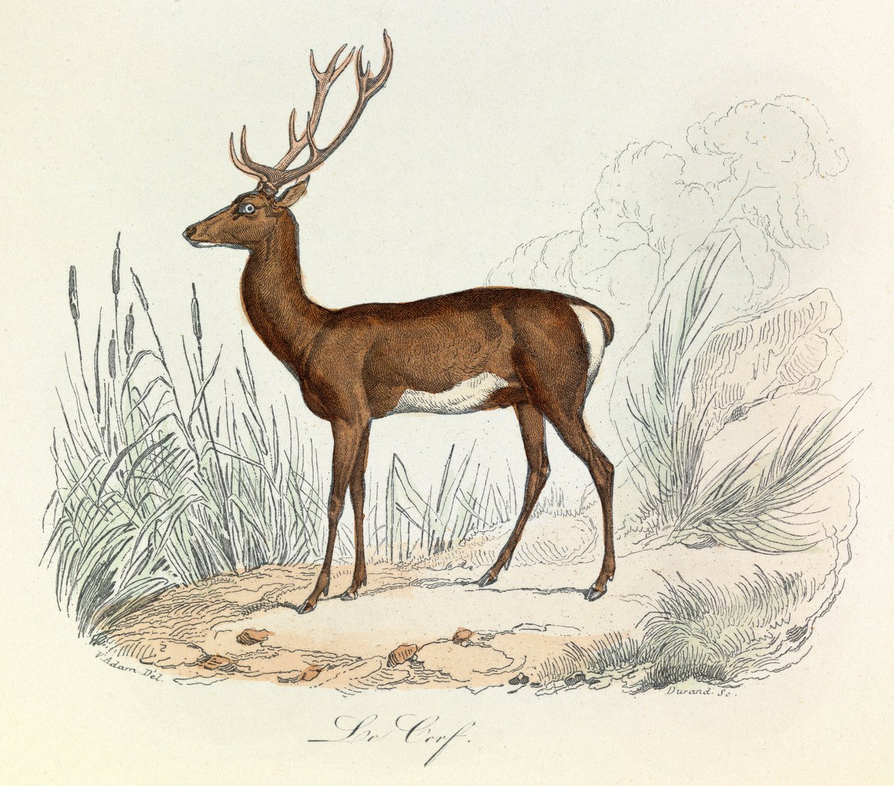 Ilustracja z książki "Complete Works of Buffon": Les animaux: Le cerf (rycina) autorstwa Unknown artist