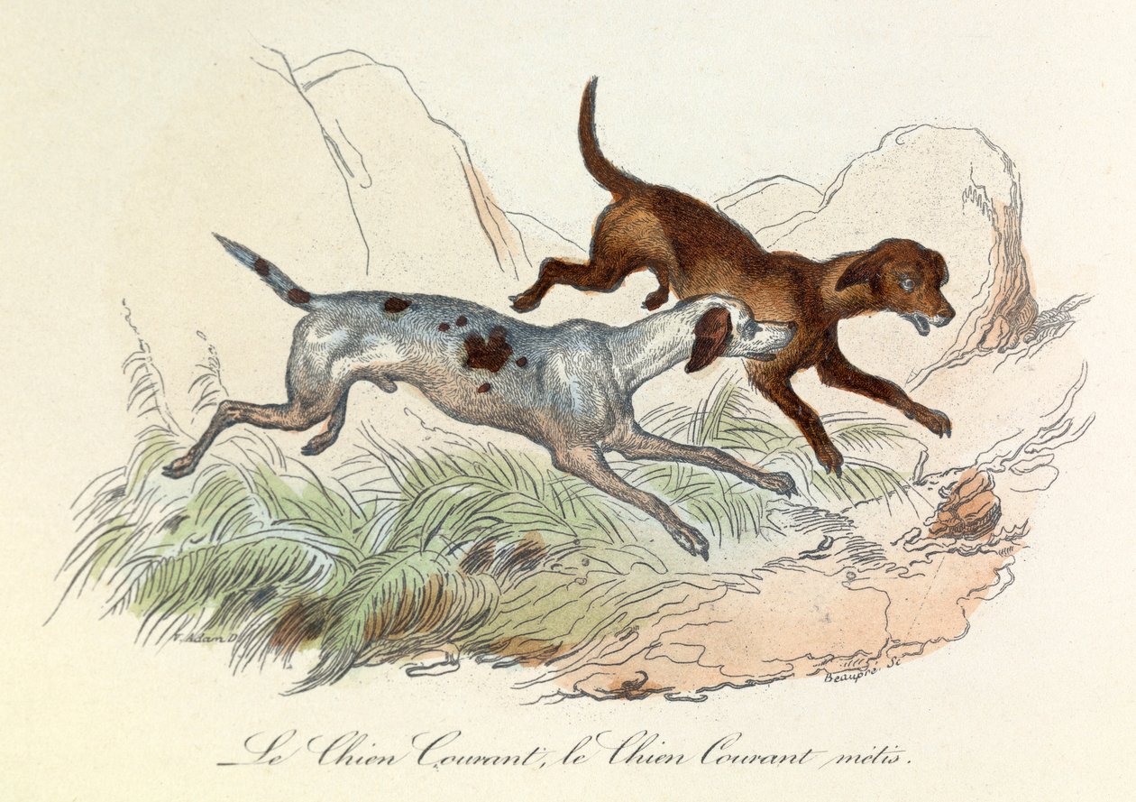 Ilustracja z książki "Complete Works of Buffon": Les animaux: Le chien courant et le chien courant metis (rycina) autorstwa Unknown artist