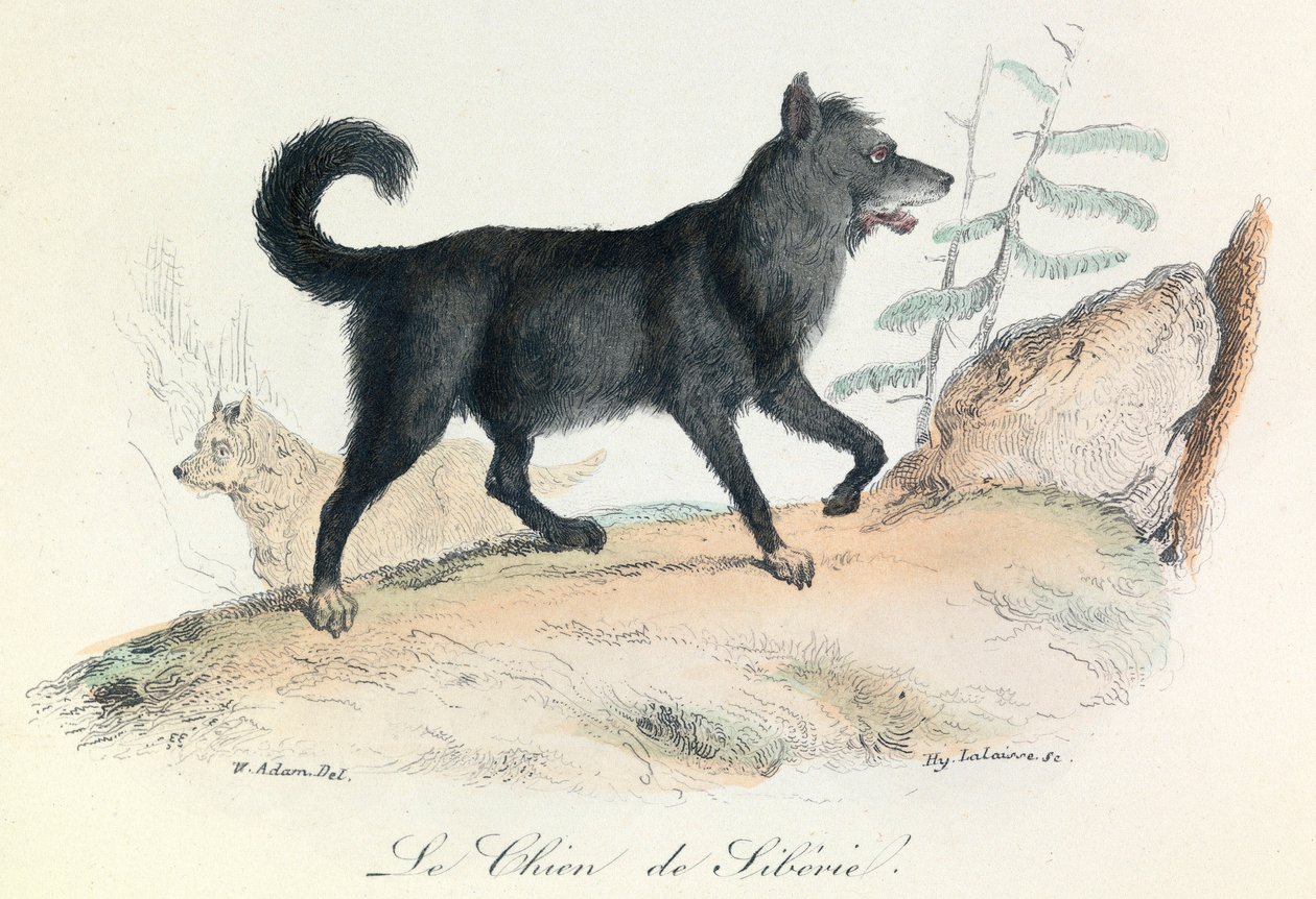 Ilustracja z książki "Complete Works of Buffon": Les animaux: Le chien de Siberie (rycina) autorstwa Unknown artist